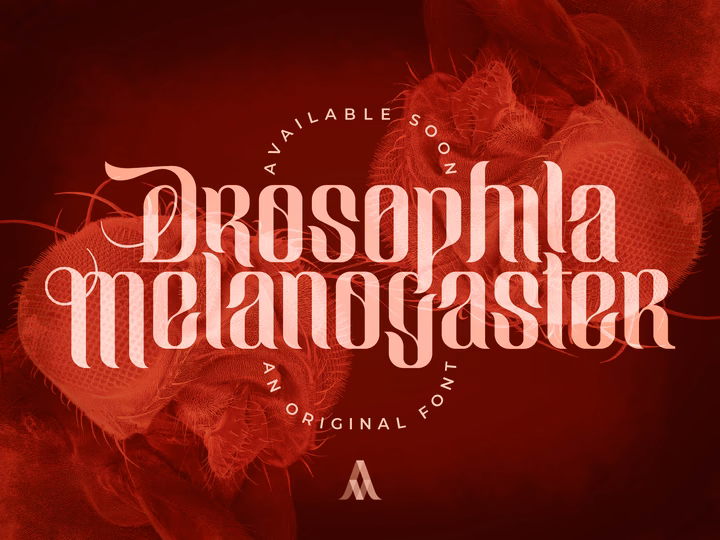 Drosophila Melanogaster Typeface Presentation Poster — UI design by Andrea Maxwell